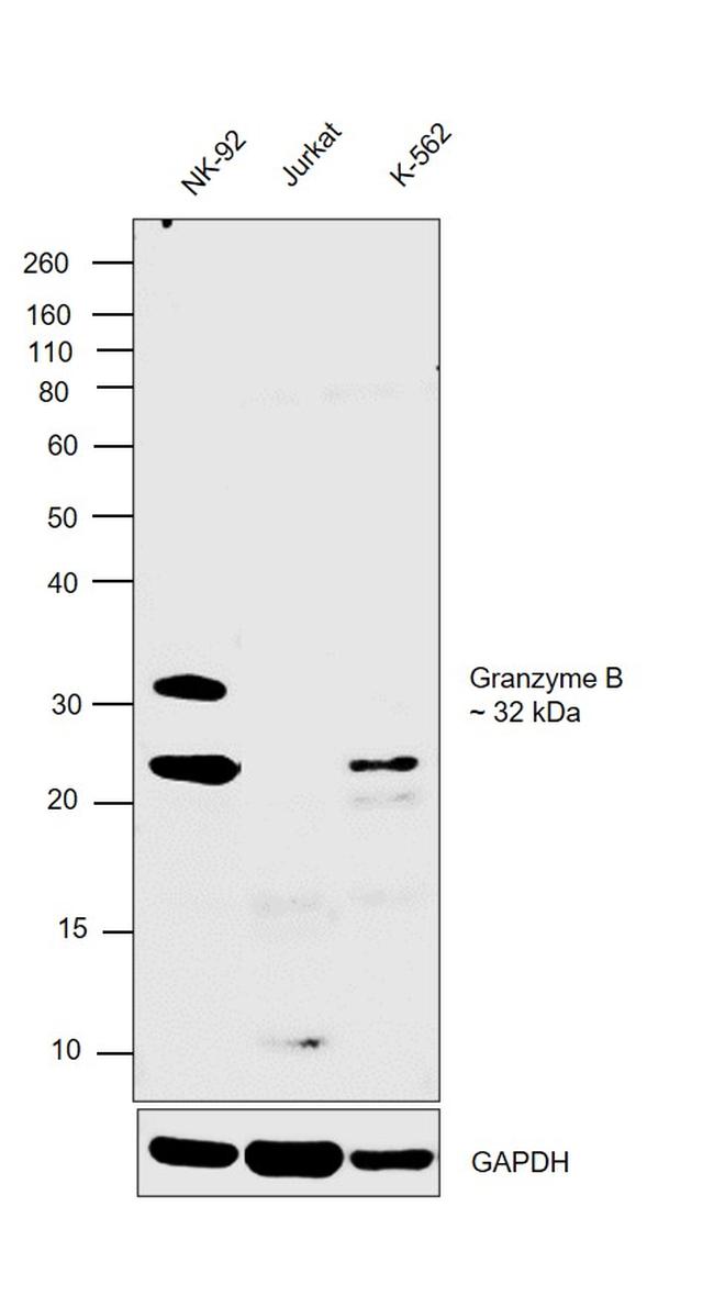 Granzyme B Antibody in Western Blot (WB)