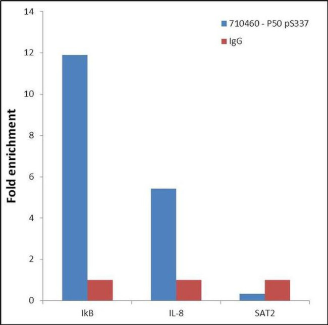 Phospho-NFkB p50 (Ser337) Antibody in ChIP Assay (ChIP)