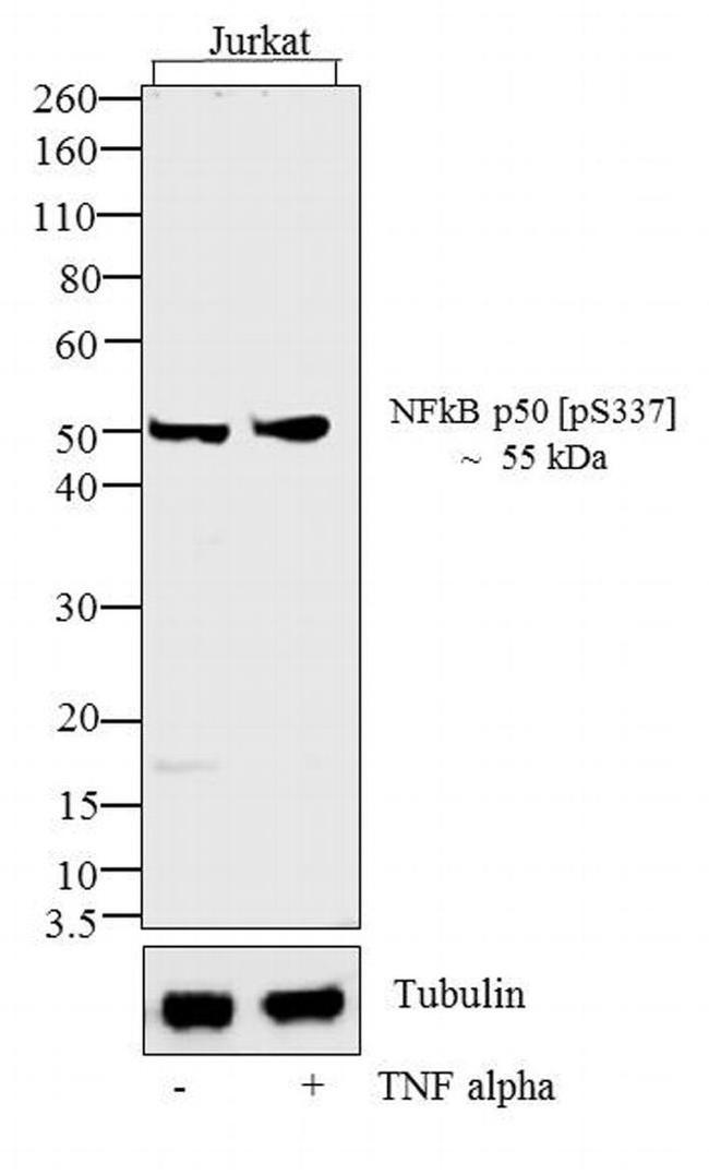 Phospho-NFkB p50 (Ser337) Antibody in Western Blot (WB)