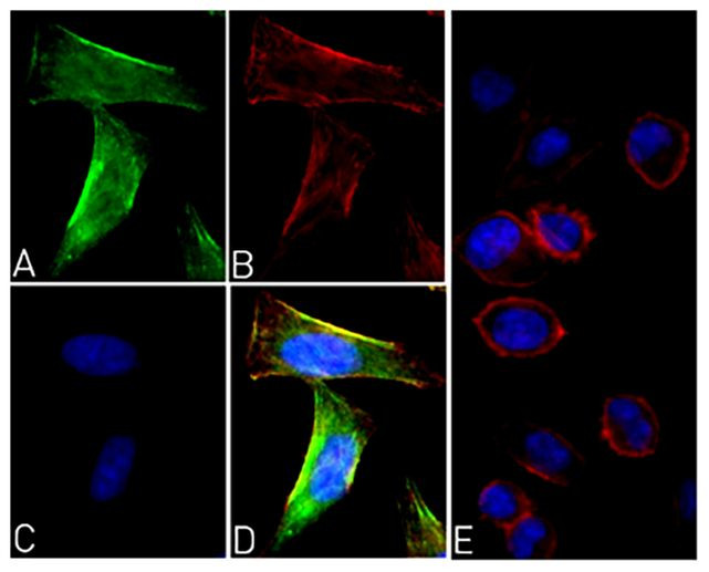 Phospho-EpoR (Tyr454, Tyr456) Antibody in Immunocytochemistry (ICC/IF)