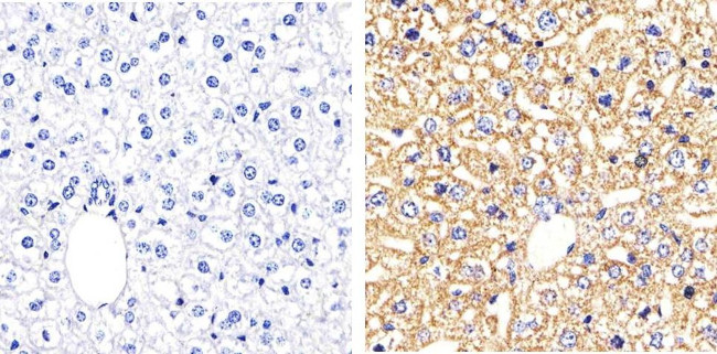 Connexin 26 Antibody in Immunohistochemistry (Paraffin) (IHC (P))
