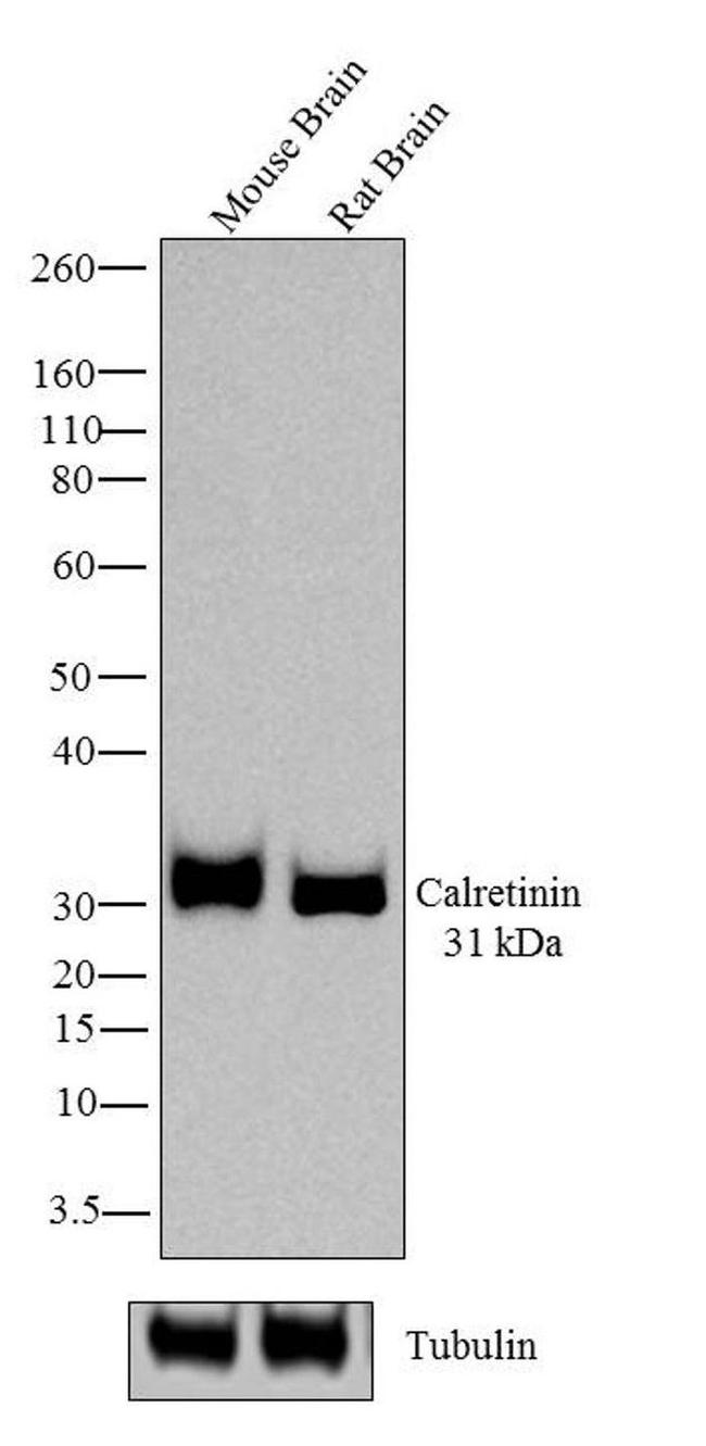 Calretinin Antibody in Western Blot (WB)