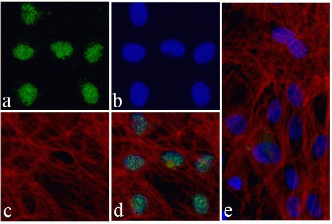 Nkx2.5 Antibody in Immunocytochemistry (ICC/IF)