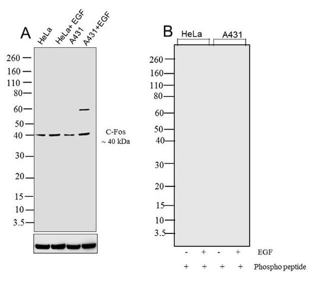 Phospho-c-Fos (Thr232) Antibody in Western Blot (WB)