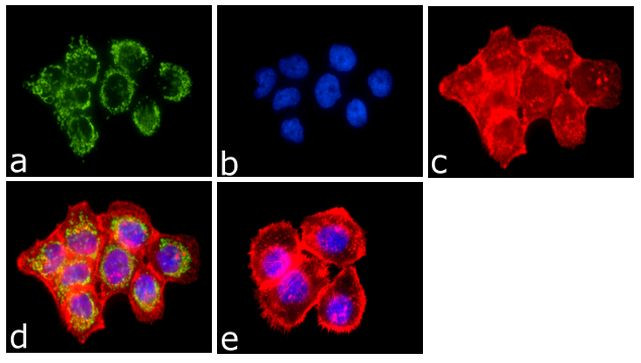 Phospho-EGFR (Tyr1086) Antibody in Immunocytochemistry (ICC/IF)