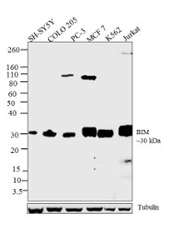 Bim Antibody in Western Blot (WB)