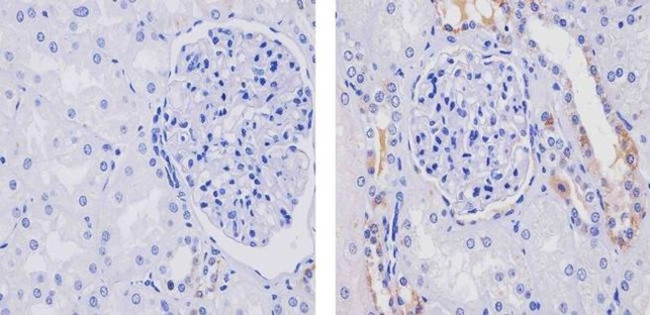 WNT16 Antibody in Immunohistochemistry (Paraffin) (IHC (P))