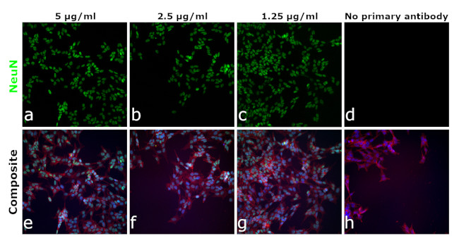 NeuN Antibody in Immunocytochemistry (ICC/IF)