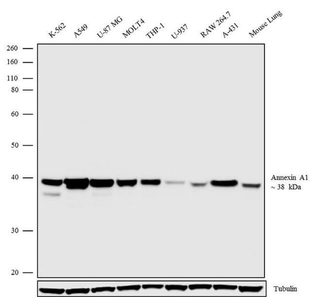 Annexin A1 Antibody in Western Blot (WB)