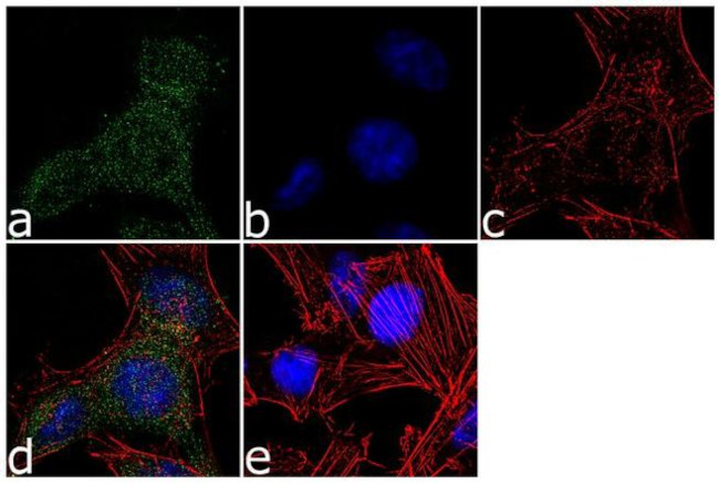 LATS1 Antibody in Immunocytochemistry (ICC/IF)