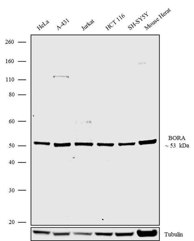 Bora Antibody in Western Blot (WB)