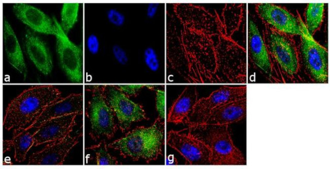 Phospho-YAP1 (Ser127) Antibody in Immunocytochemistry (ICC/IF)