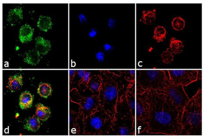 RhoB Antibody in Immunocytochemistry (ICC/IF)