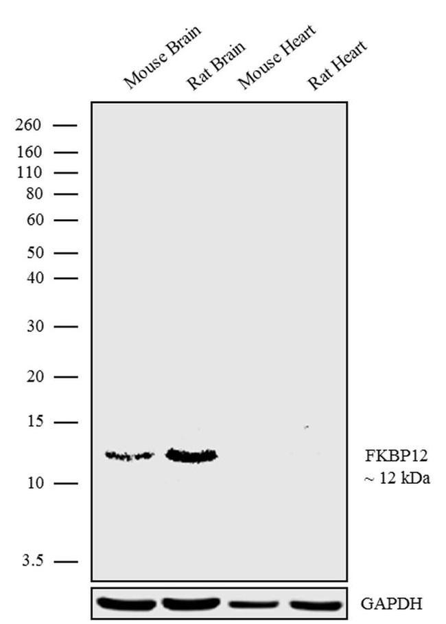 FKBP12 Antibody in Western Blot (WB)