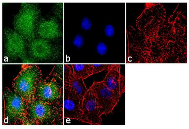 Laminin-332 Antibody in Immunocytochemistry (ICC/IF)