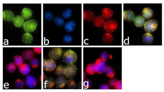 Phospho-Syk (Tyr323, Tyr317) Antibody in Immunocytochemistry (ICC/IF)