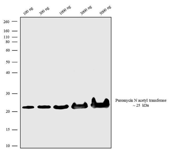 Puromycin N-acetyltransferase Antibody in Western Blot (WB)