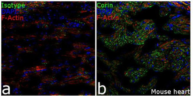 CORIN Antibody in Immunohistochemistry (Frozen) (IHC (F))