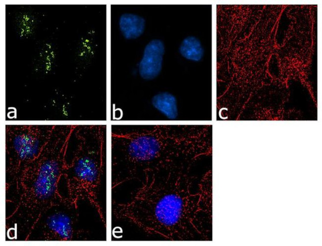 KLF17 Antibody in Immunocytochemistry (ICC/IF)