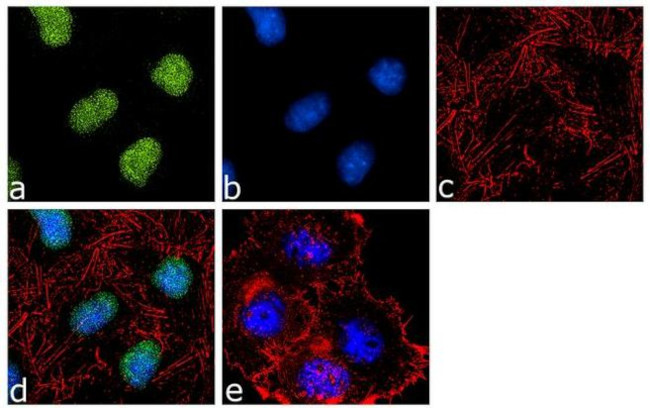 BAF53A Antibody in Immunocytochemistry (ICC/IF)