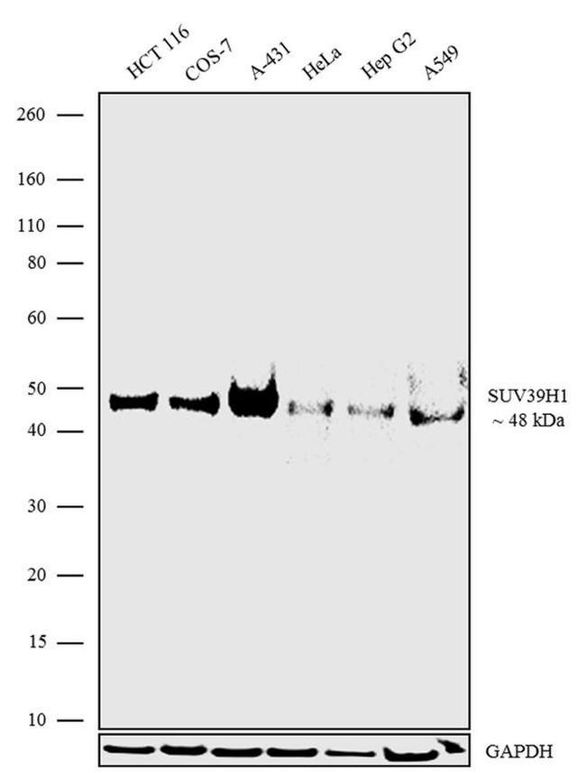 SUV39H1 Antibody in Western Blot (WB)