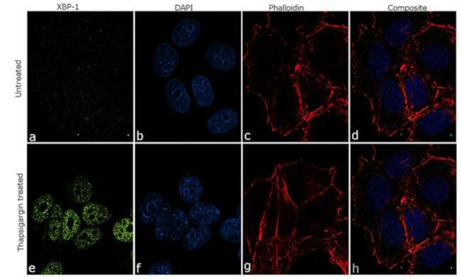 XBP1 Antibody in Immunocytochemistry (ICC/IF)