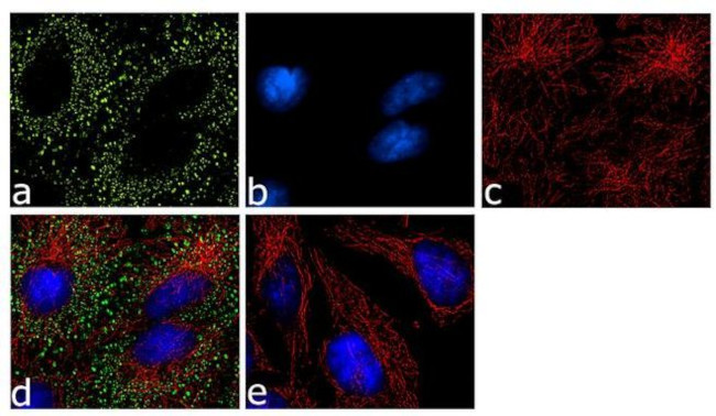 eIF4A2 Antibody in Immunocytochemistry (ICC/IF)