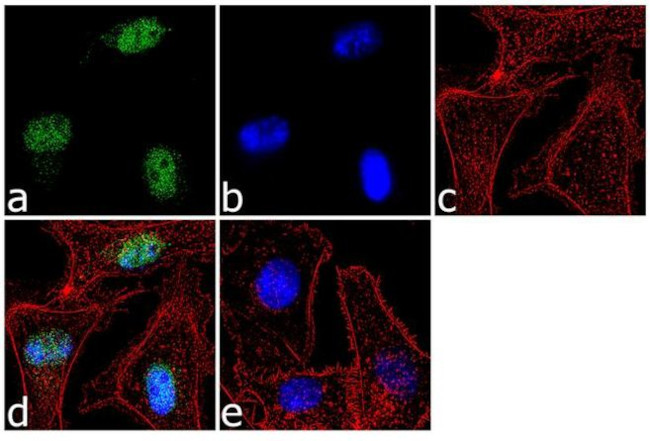 FOXN3 Antibody in Immunocytochemistry (ICC/IF)