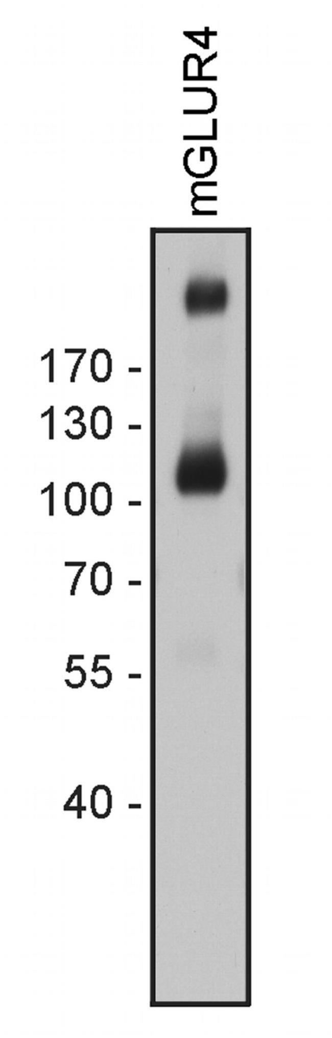 mGluR4 Antibody in Western Blot (WB)