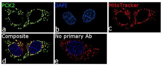 PCK2 Antibody in Immunocytochemistry (ICC/IF)