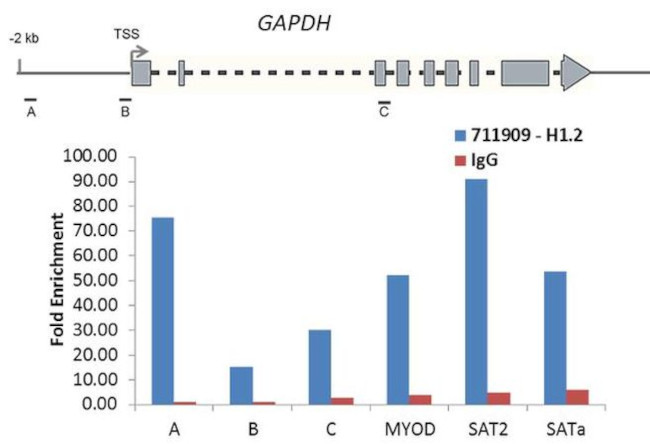 Histone H1.2 Antibody in ChIP Assay (ChIP)