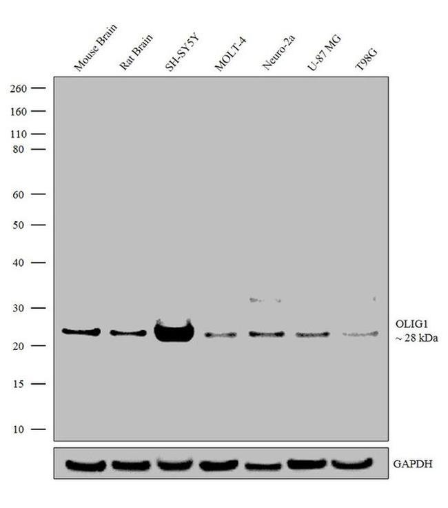 OLIG1 Antibody in Western Blot (WB)