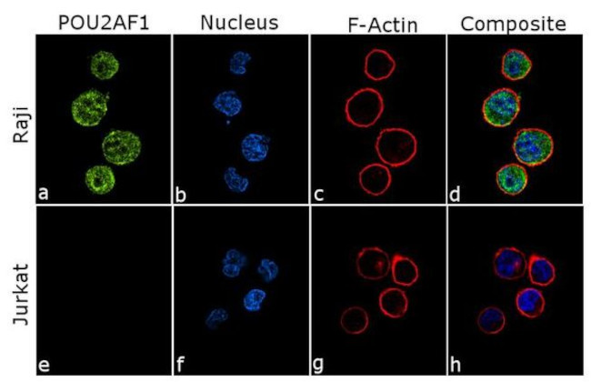 BOB-1 Antibody in Immunocytochemistry (ICC/IF)