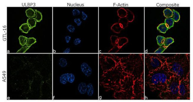 ULBP3 Antibody in Immunocytochemistry (ICC/IF)