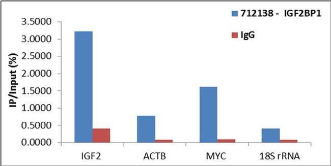 IGF2BP1 Antibody in RNA Immunoprecipitation (RIP)