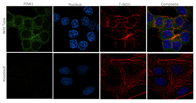PINK1 Antibody in Immunocytochemistry (ICC/IF)