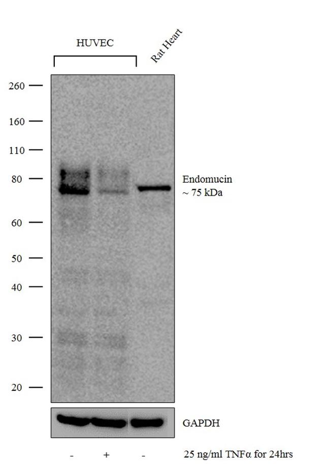 Endomucin Antibody in Western Blot (WB)