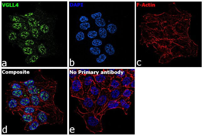 VGLL4 Antibody in Immunocytochemistry (ICC/IF)