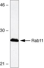 RAB11A Antibody in Western Blot (WB)