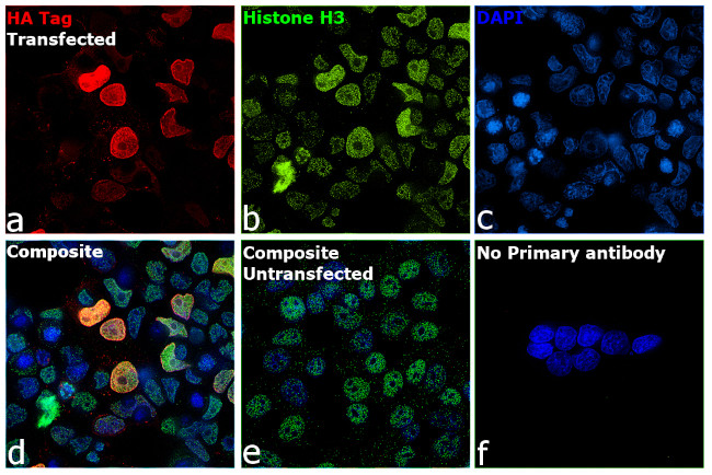 HA Tag Antibody in Immunocytochemistry (ICC/IF)