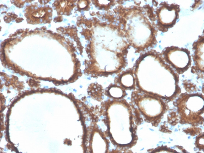 TPO (Thyroid Peroxidase) Antibody in Immunohistochemistry (Paraffin) (IHC (P))