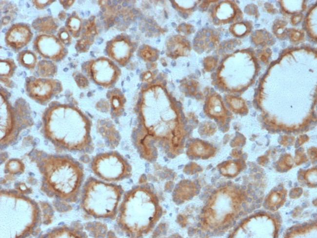 TPO (Thyroid Peroxidase) (Thyroid Marker) Antibody in Immunohistochemistry (Paraffin) (IHC (P))