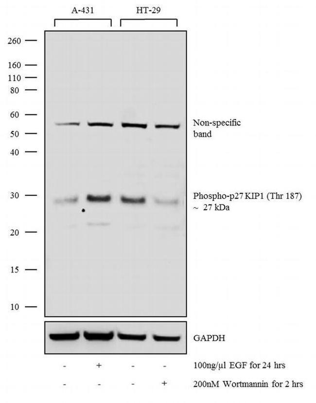 Phospho-p27 Kip1 (Thr187) Antibody in Western Blot (WB)