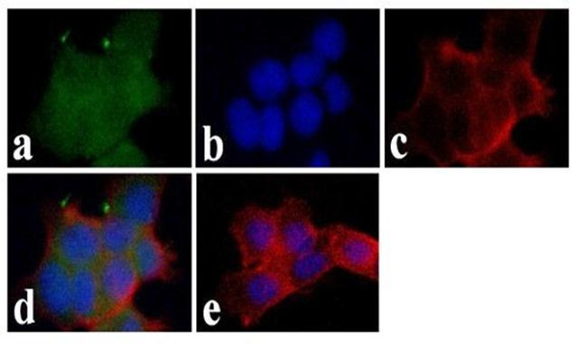 LNX1 Antibody in Immunocytochemistry (ICC/IF)