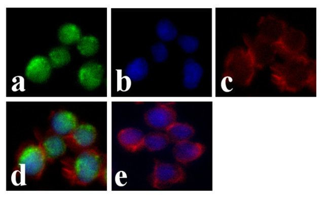 BLNK Antibody in Immunocytochemistry (ICC/IF)