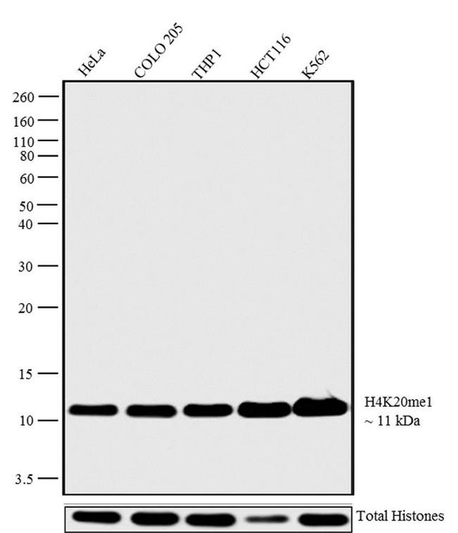 H4K20me1 Antibody in Western Blot (WB)