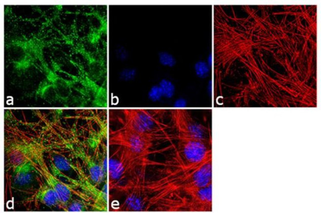 Annexin A6 Antibody in Immunocytochemistry (ICC/IF)