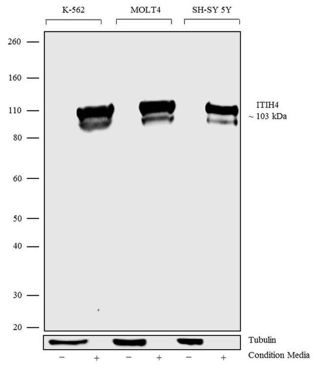 ITIH4 Antibody in Western Blot (WB)