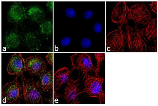 CDCP1 Antibody in Immunocytochemistry (ICC/IF)