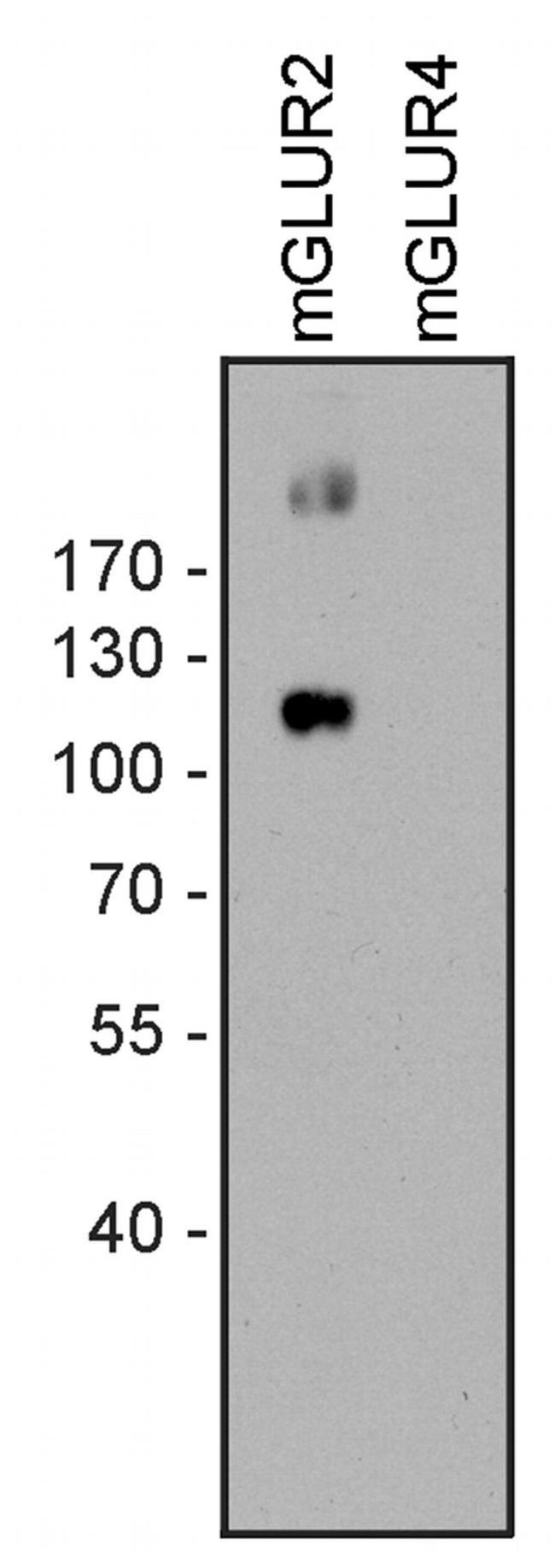 mGluR2 Antibody in Western Blot (WB)